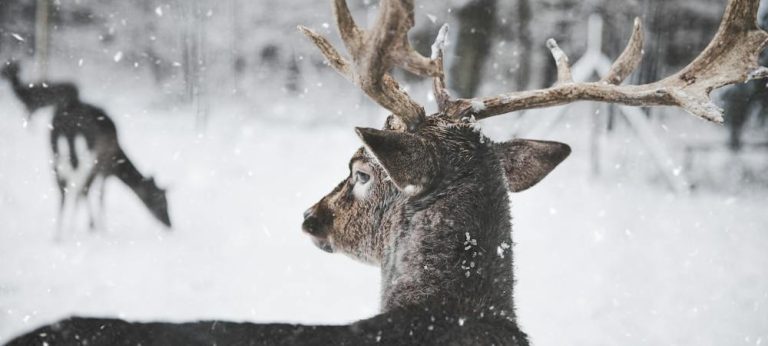 Cuentos sobre el invierno representados por un ciervo en un bosque nevado.