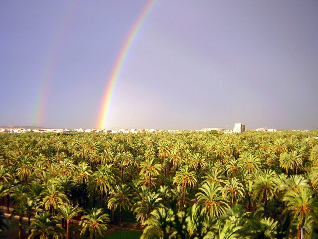 What to do with kids in Elche Vista de El Palmeral